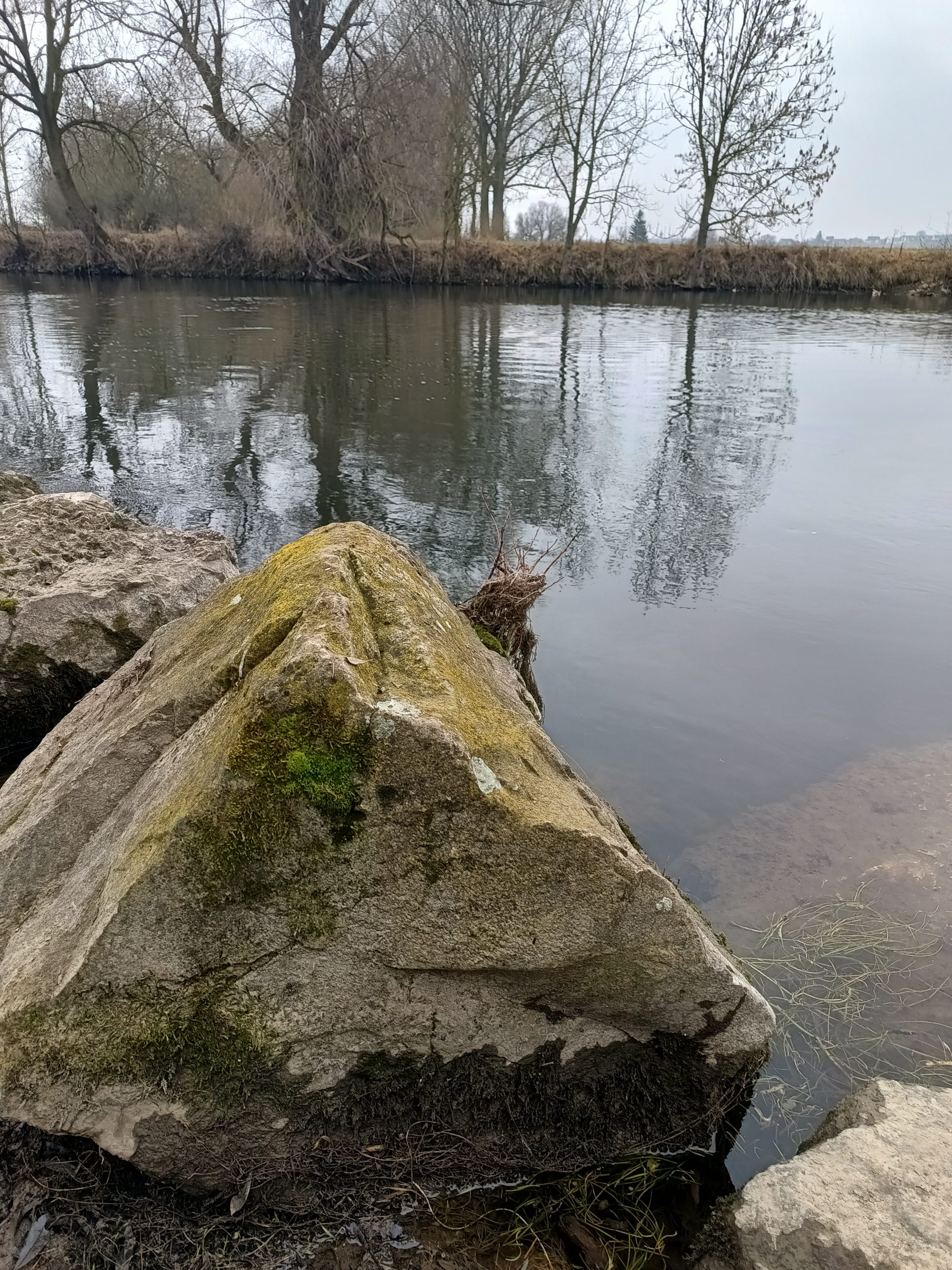 Ein Baum am See 
