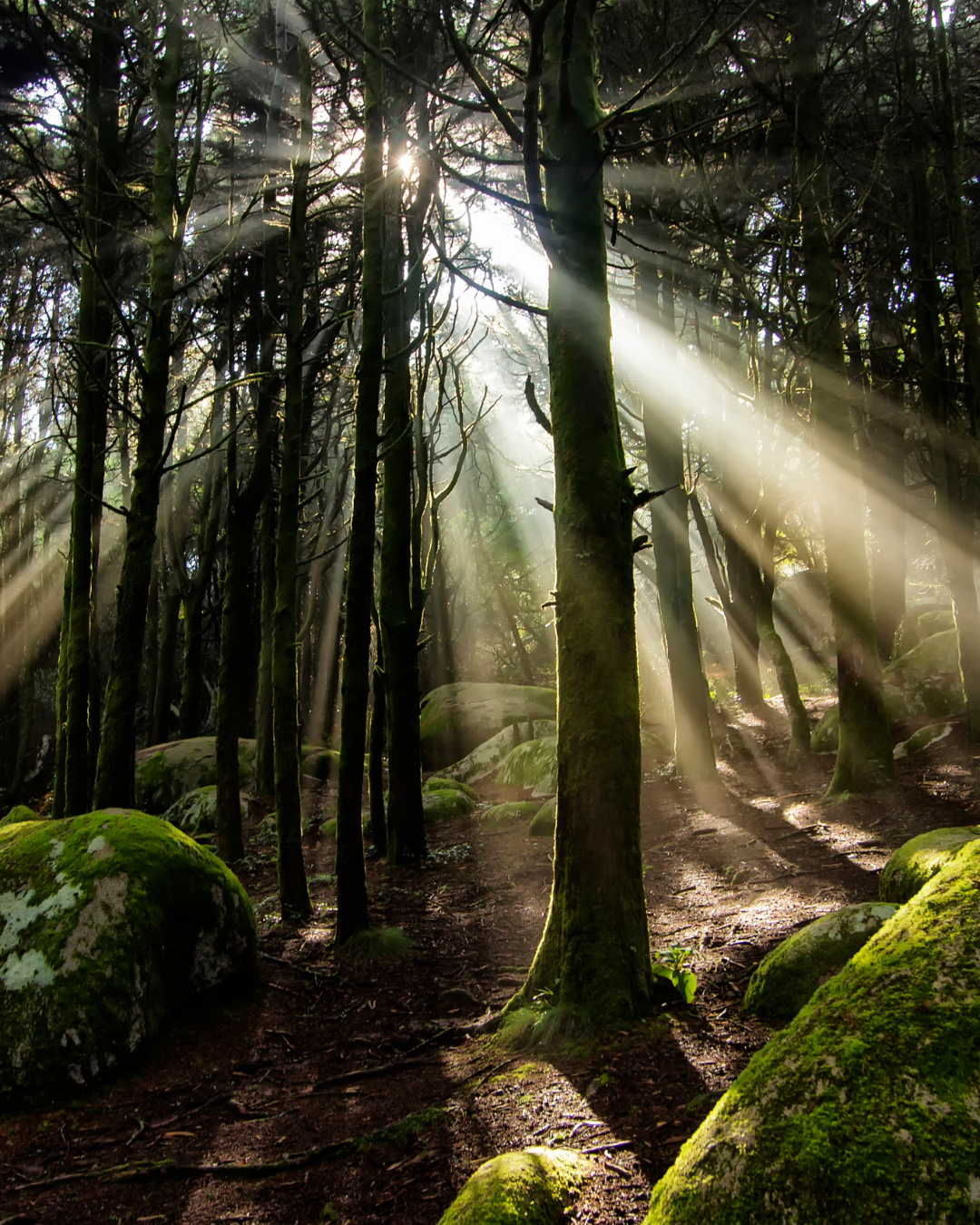 Energetische Klärungsarbeit & Tiefenarbeit - Licht strahlt durch Bäume im Wald